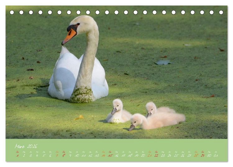 Produktbild: Schwanenfamilie, vom Ei bis zum Fliegen. (Tischkalender 2026 DIN A5 quer), CALVENDO Monatskalender