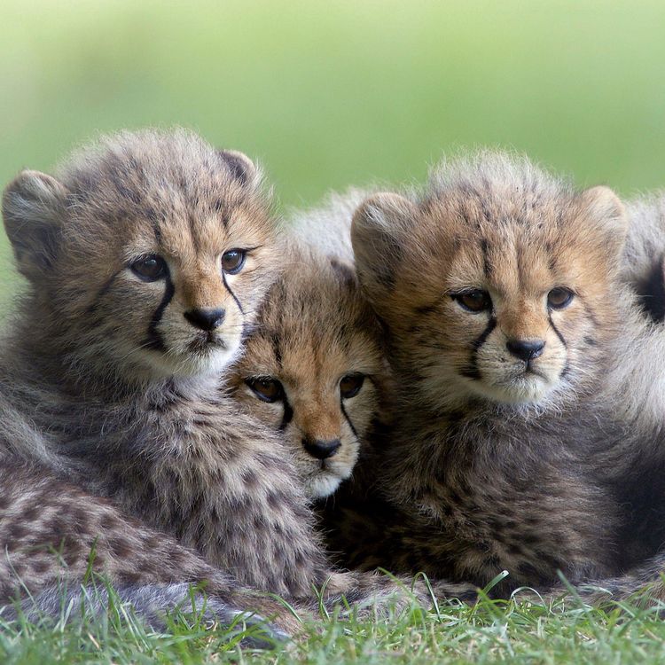 Produktbild: Tierbabys / Baby Animals 2027