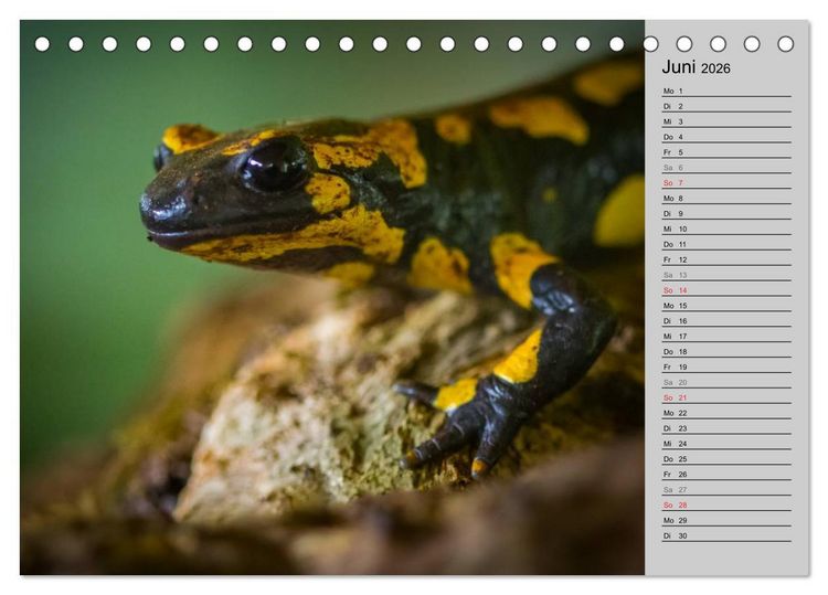 Produktbild: Salamander und Co. (Tischkalender 2026 DIN A5 quer), CALVENDO Monatskalender