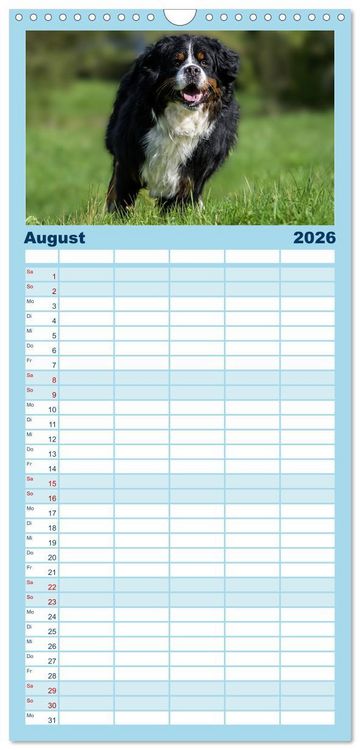 Produktbild: Familienplaner 2026 - Berner Sennenhunde - Faszinierende Herzensbrecher mit 5 Spalten (Wandkalender, 21 x 45 cm) CALVENDO