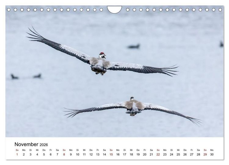 Produktbild: Kraniche im Erzgebirge (Wandkalender 2026 DIN A4 quer), CALVENDO Monatskalender