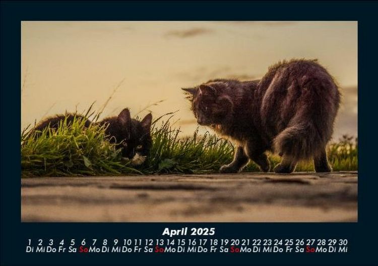 Produktbild: F&uuml;r Katzenfreunde 2025 Fotokalender DIN A5