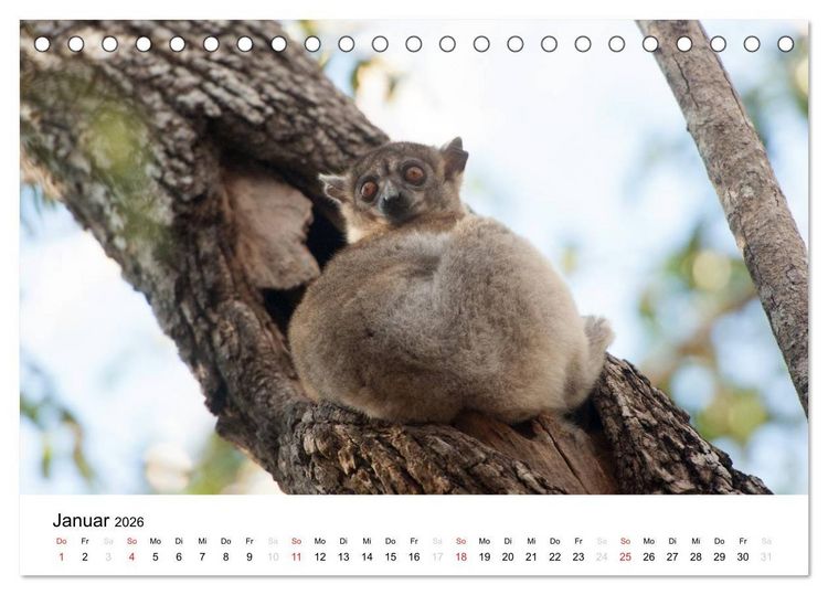 Produktbild: Traumwelt Madagaskar (Tischkalender 2026 DIN A5 quer), CALVENDO Monatskalender