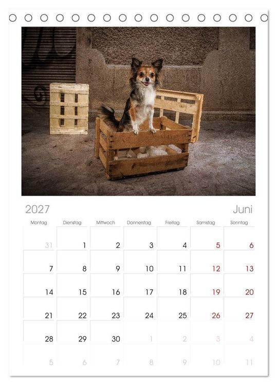 Produktbild: Tischplaner 2027 - Chihuahuas - Cool and Cute (A5 Tischkalender zum Aufstellen) CALVENDO