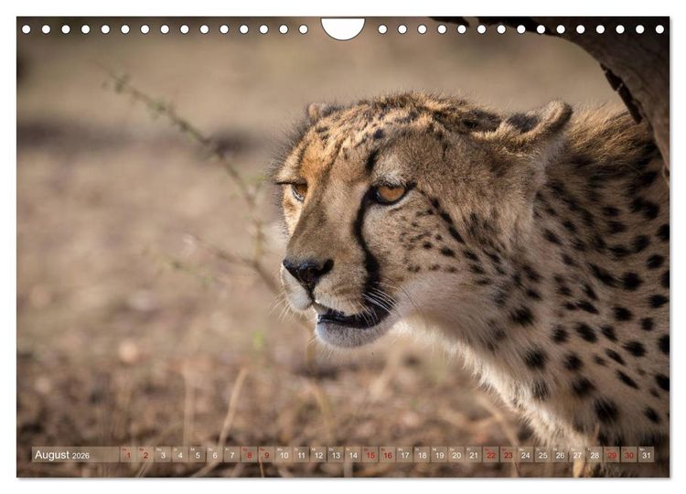 Produktbild: Geparden - Die Sch&ouml;nheiten Afrikas (Wandkalender 2026 DIN A4 quer), CALVENDO Monatskalender