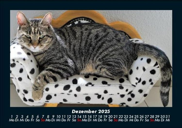 Produktbild: F&uuml;r Katzenfreunde 2025 Fotokalender DIN A5