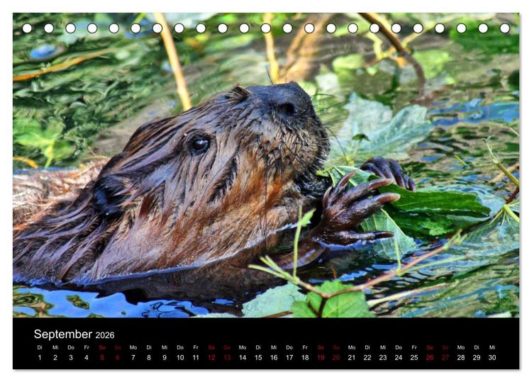 Produktbild: Das Leben der Biber (Tischkalender 2026 DIN A5 quer), CALVENDO Monatskalender