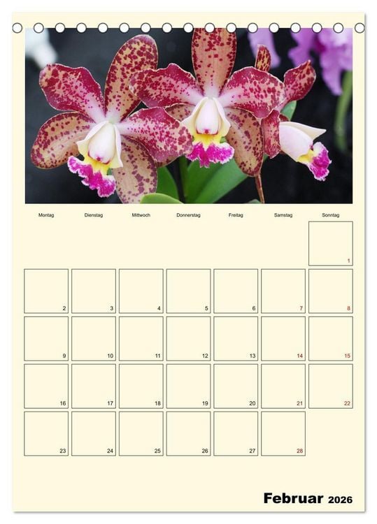 Produktbild: Orchideentr&auml;ume (Tischkalender 2026 DIN A5 hoch), CALVENDO Monatskalender
