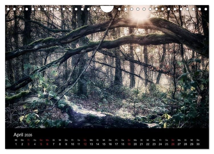 Produktbild: Mystische W&auml;lder (Wandkalender 2026 DIN A4 quer), CALVENDO Monatskalender