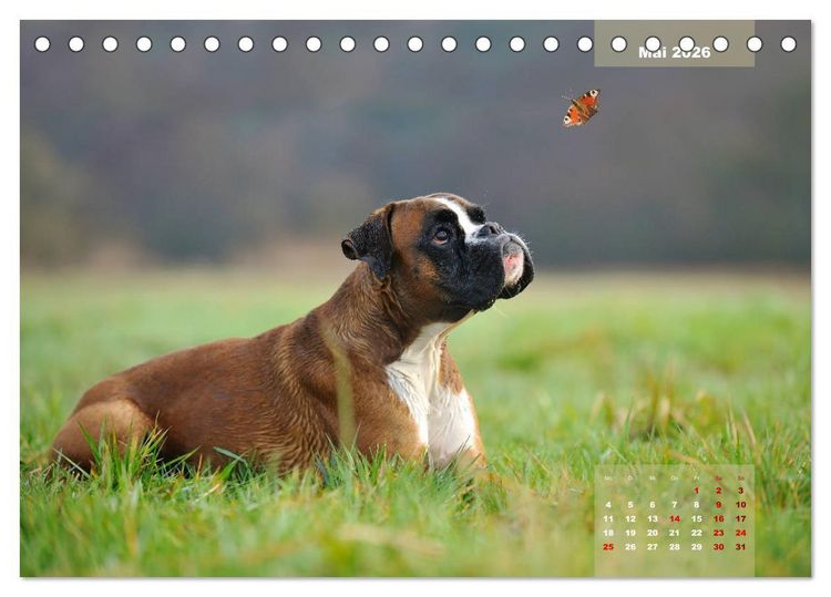 Produktbild: Typisch Boxer (Tischkalender 2026 DIN A5 quer), CALVENDO Monatskalender