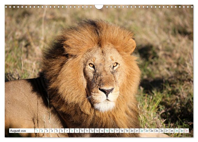 Produktbild: Simba Masai Mara Kenya Africa (Wall Calendar 2026 DIN A3 landscape), CALVENDO 12 Month Wall Calendar