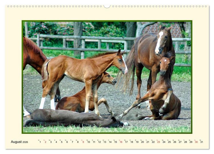 Produktbild: Fr&uuml;hling auf der Pferdeweide (Wandkalender 2026 DIN A2 quer), CALVENDO Monatskalender