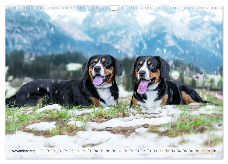 Produktbild: Entlebucher - Temperamentvolle Schweizer Sennenhunde (Wandkalender 2026 DIN A3 quer), CALVENDO Monatskalender