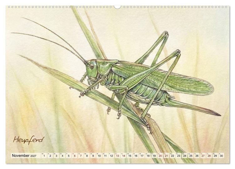 Produktbild: Kleine Wunder in Aquarell - Heimische Insekten kunstvoll illustriert (hochwertiger Premium Wandkalender 2027 DIN A2 quer), Kunstdruck in Hochglanz