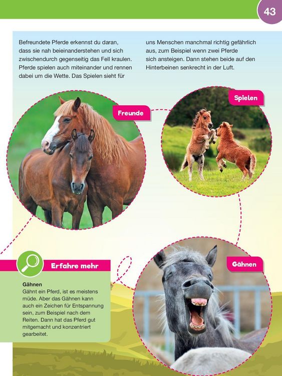 Produktbild: Leselauscher Wissen: Pferde und Ponys
