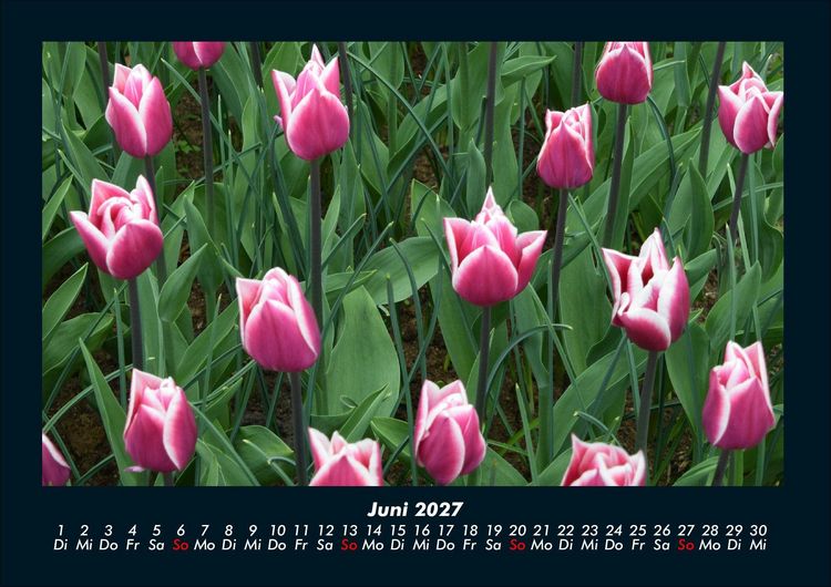 Produktbild: Blumentr&auml;ume 2027 Fotokalender DIN A4