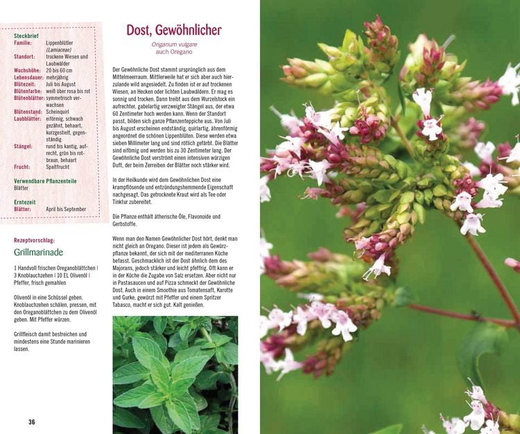 Produktbild: Essbare Kr&auml;uter und Wildpflanzen