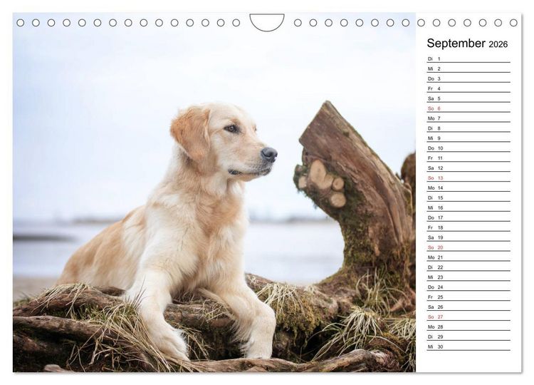 Produktbild: Goldig durch das Jahr! (Wandkalender 2026 DIN A4 quer), CALVENDO Monatskalender
