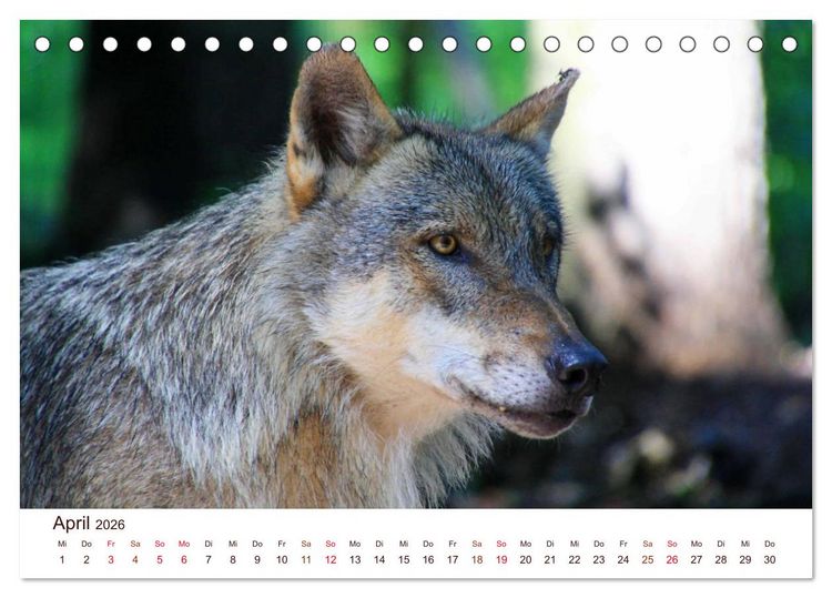 Produktbild: W&ouml;lfe 2026. Tierische Impressionen (Tischkalender 2026 DIN A5 quer), CALVENDO Monatskalender