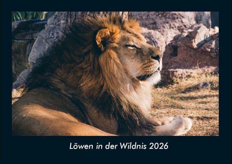 Produktbild: L&ouml;wen in der Wildnis 2026 Fotokalender DIN A4