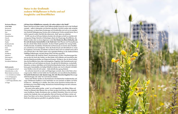Produktbild: Wildkr&auml;uter &ndash; Bestimmen, Sammeln, Zubereiten