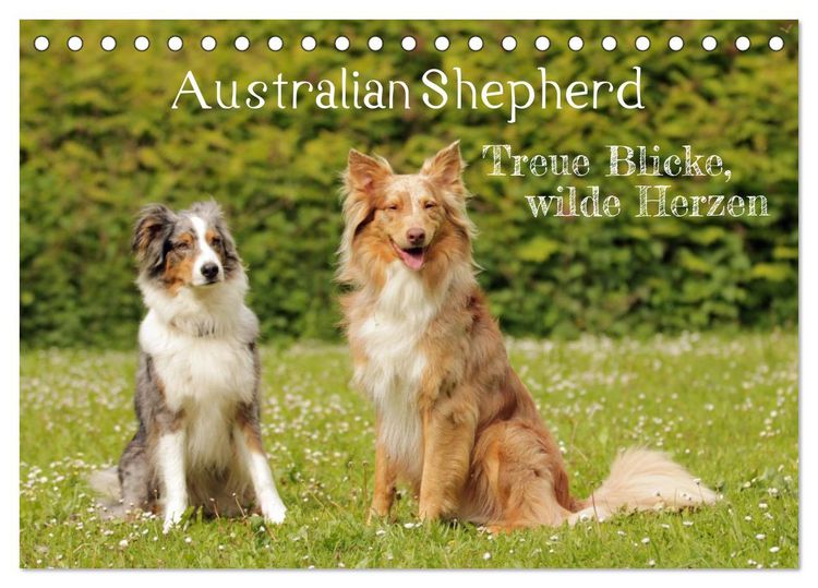 Produktbild: Australian Shepherd - Treue Blicke, wilde Herzen (Tischkalender 2027 DIN A5 quer), CALVENDO Monatskalender