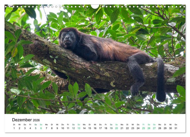 Produktbild: Costa Rica - Tropische Tierwelt (Wandkalender 2026 DIN A3 quer), CALVENDO Monatskalender