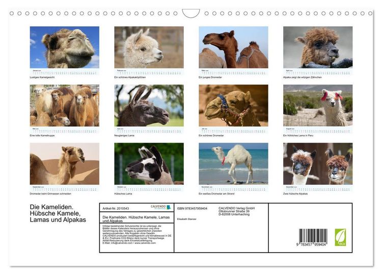 Produktbild: Die Kameliden. H&uuml;bsche Kamele, Lamas und Alpakas (Wandkalender 2026 DIN A3 quer), CALVENDO Monatskalender