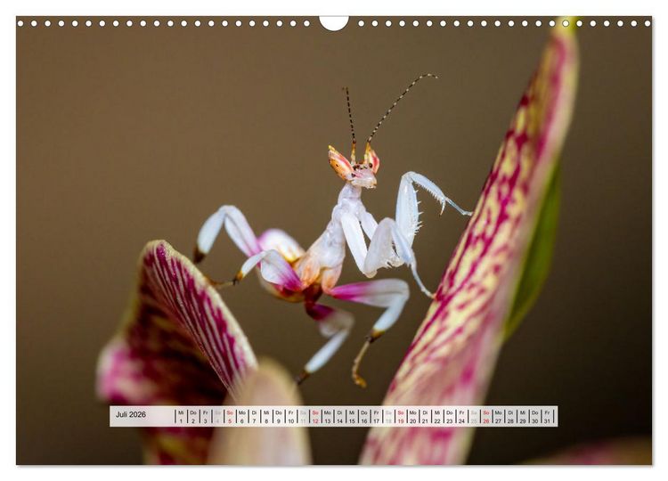 Produktbild: Die Orchideen Gottesanbeterin (Wandkalender 2026 DIN A3 quer), CALVENDO Monatskalender