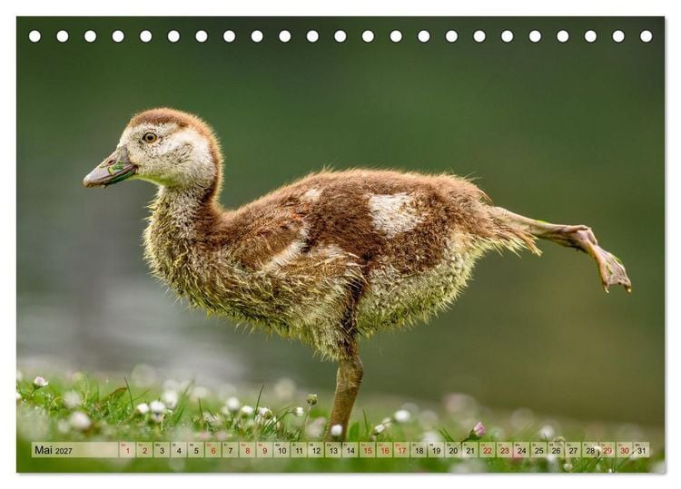 Produktbild: Gans sch&ouml;n wild (Tischkalender 2027 DIN A5 quer), CALVENDO Monatskalender