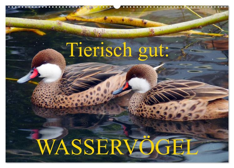 Produktbild: Tierisch gut: Wasserv&ouml;gel (Wandkalender 2026 DIN A2 quer), CALVENDO Monatskalender