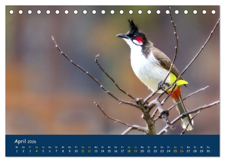 Produktbild: Faszinierende Tierwelt von Mauritius - Magische Momente der Natur (Tischkalender 2026 DIN A5 quer), CALVENDO Monatskalender