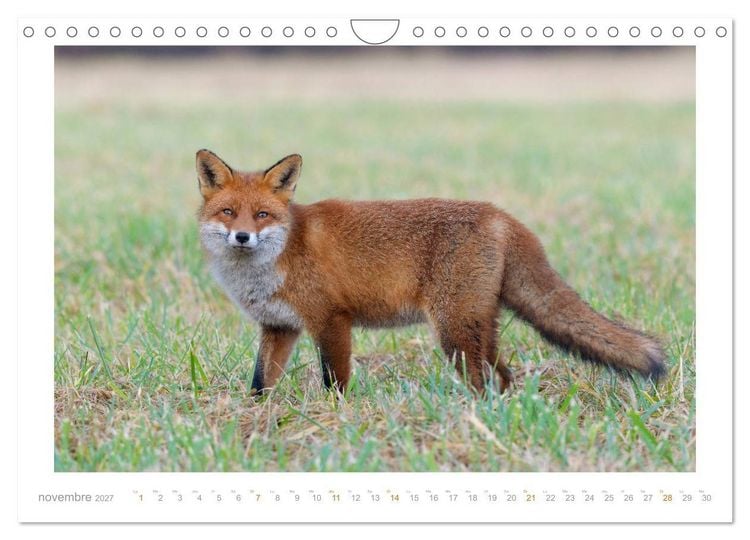 Produktbild: Un an avec le renard roux (Calendrier mural 2027 DIN A4 vertical), CALVENDO calendrier mensuel