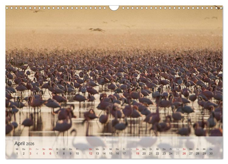 Produktbild: Flamingo Impressionen 2026 (Wandkalender 2026 DIN A3 quer), CALVENDO Monatskalender