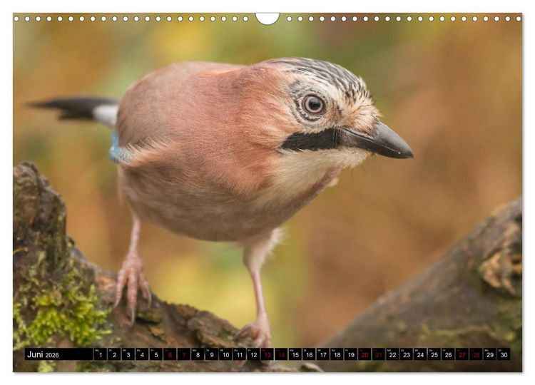 Produktbild: V&ouml;gel aus dem Garten (Wandkalender 2026 DIN A3 quer), CALVENDO Monatskalender