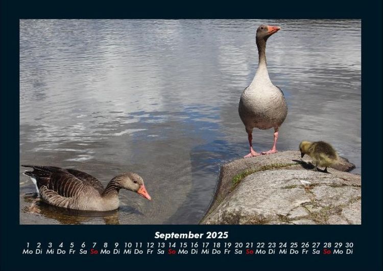 Produktbild: Enten 2025 Fotokalender DIN A4