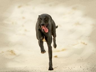 Produktbild: CALVENDO Puzzle Ein Motiv aus dem Kalender Galgo espa&ntilde;ol - Spanische Windhunde in Bewegung | 1000 Teile Lege-Gr&ouml;&szlig;e 64x48cm Foto-Puzzle f&uuml;r gl&uuml;ckliche Stunden