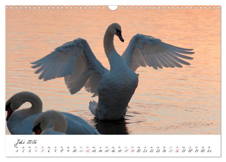 Produktbild: Ein Jahr mit den Schw&auml;nen (Wandkalender 2026 DIN A3 quer), CALVENDO Monatskalender