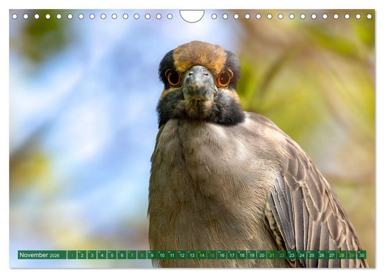 Produktbild: Gr&uuml;nreiher - Krabbenreiher - Nachtreiher (Wandkalender 2026 DIN A4 quer), CALVENDO Monatskalender