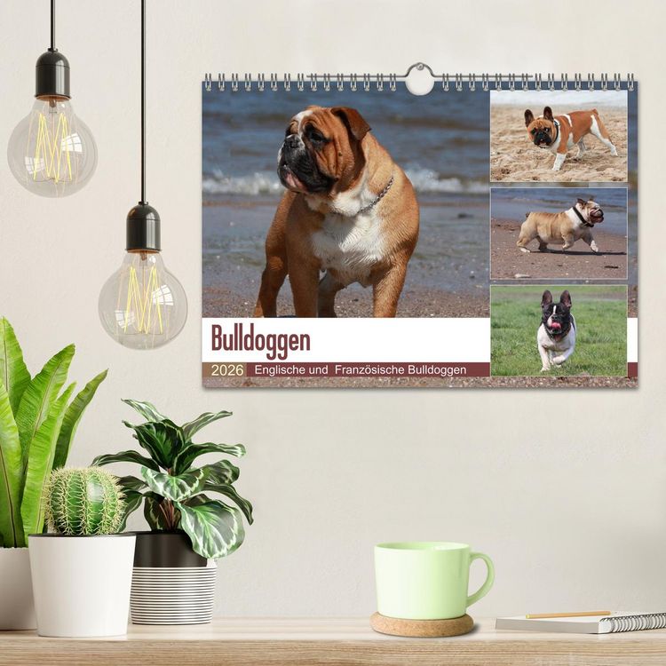 Produktbild: Bulldoggen - Englische und Franz&ouml;sische Bulldoggen (Wandkalender 2026 DIN A4 quer), CALVENDO Monatskalender