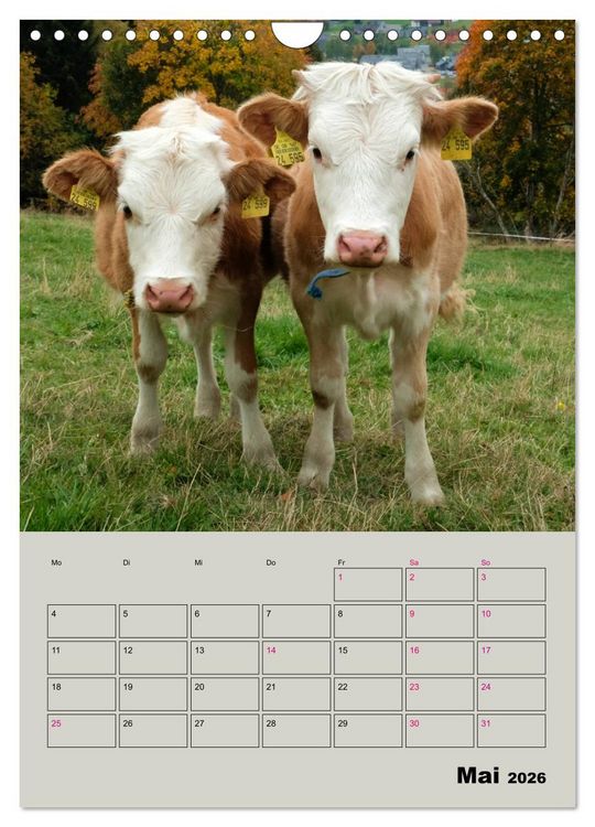 Produktbild: Kuhportraits Hornk&uuml;he (Wandkalender 2026 DIN A4 hoch), CALVENDO Monatskalender