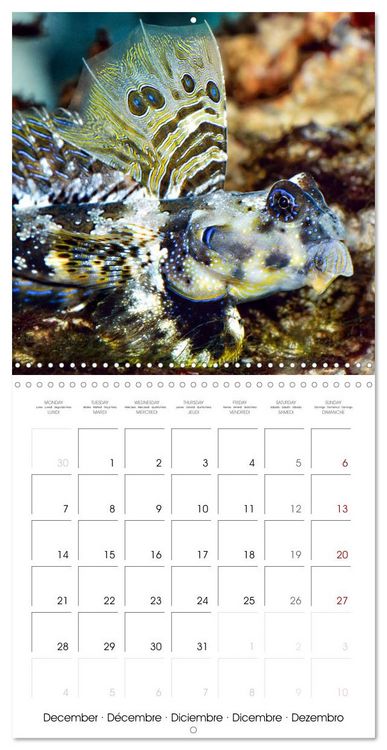 Produktbild: Fish magic (Wall Calendar 2026 12 &times; 12 Inch) CALVENDO 12 Month Wall Calendar