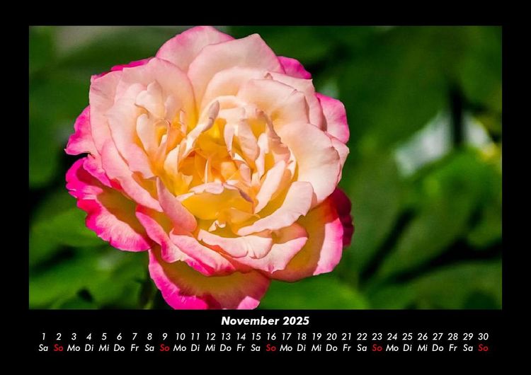 Produktbild: Blumenkalender 2025 Fotokalender DIN A3