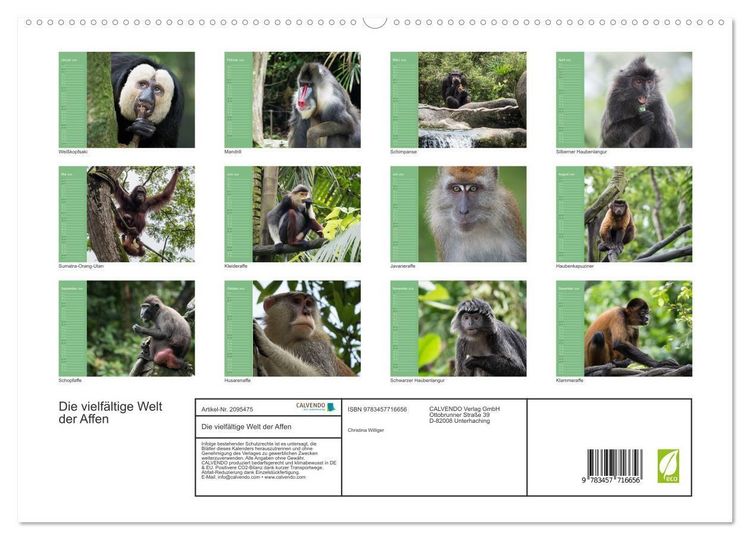 Produktbild: Die vielf&auml;ltige Welt der Affen (hochwertiger Premium Wandkalender 2026 DIN A2 quer), Kunstdruck in Hochglanz
