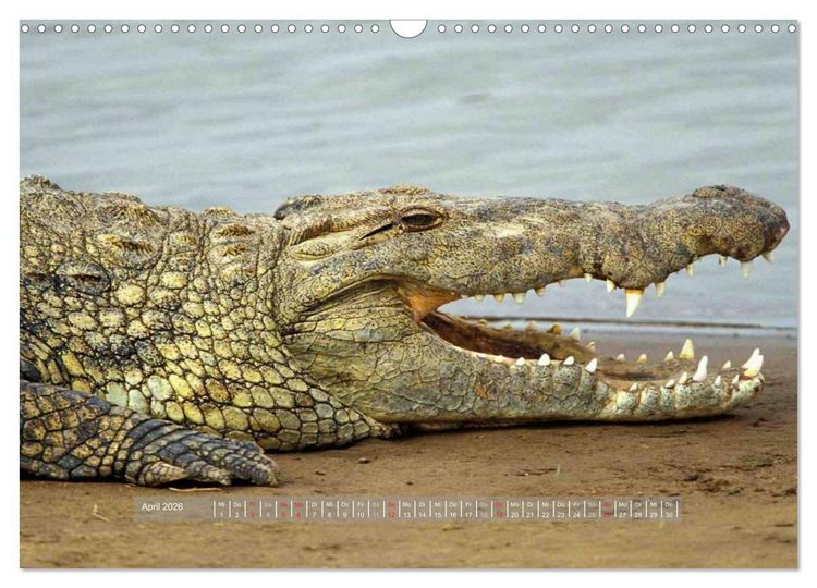 Produktbild: Krokodile & Alligatoren (Wandkalender 2026 DIN A3 quer), CALVENDO Monatskalender
