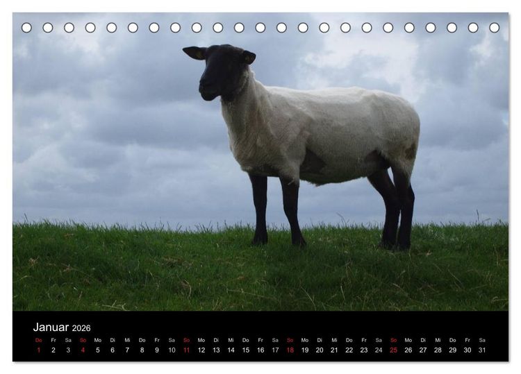 Produktbild: Schafe in Dithmarschen (Tischkalender 2026 DIN A5 quer), CALVENDO Monatskalender
