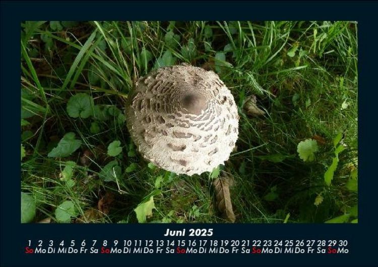 Produktbild: Pilzkalender 2025 Fotokalender DIN A5