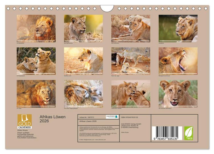 Produktbild: Afrikas L&ouml;wen 2026 (Wandkalender 2026 DIN A4 quer), CALVENDO Monatskalender