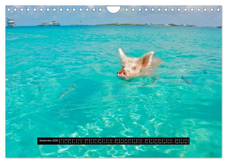 Produktbild: Schweinereien (Wandkalender 2026 DIN A4 quer), CALVENDO Monatskalender