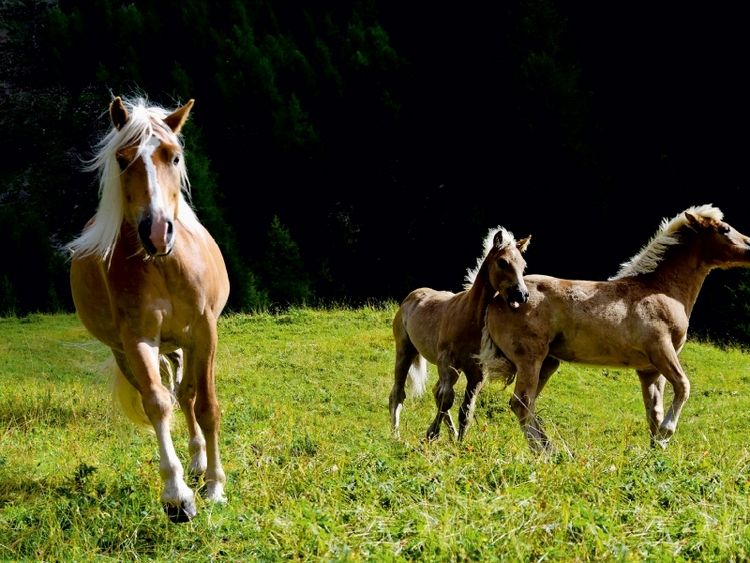 Produktbild: CALVENDO Puzzle Haflinger auf der Weide | 1000 Teile Lege-Gr&ouml;&szlig;e 64x48cm Foto-Puzzle f&uuml;r gl&uuml;ckliche Stunden